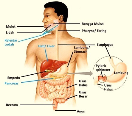 Lemak dicerna secara kimiawi di usus halus dengan cara