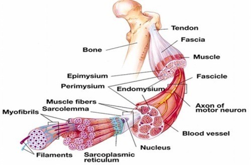 STRUKTUR LAPISAN SERAT OTOT - Indonesia Fitness Trainer 
