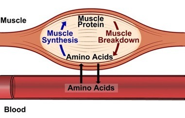 Sintesis protein otot