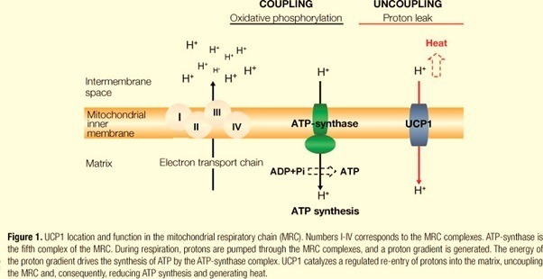 uncoupling protein 1