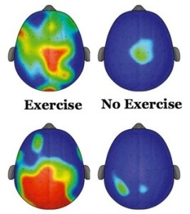brain