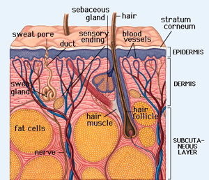 subcutan